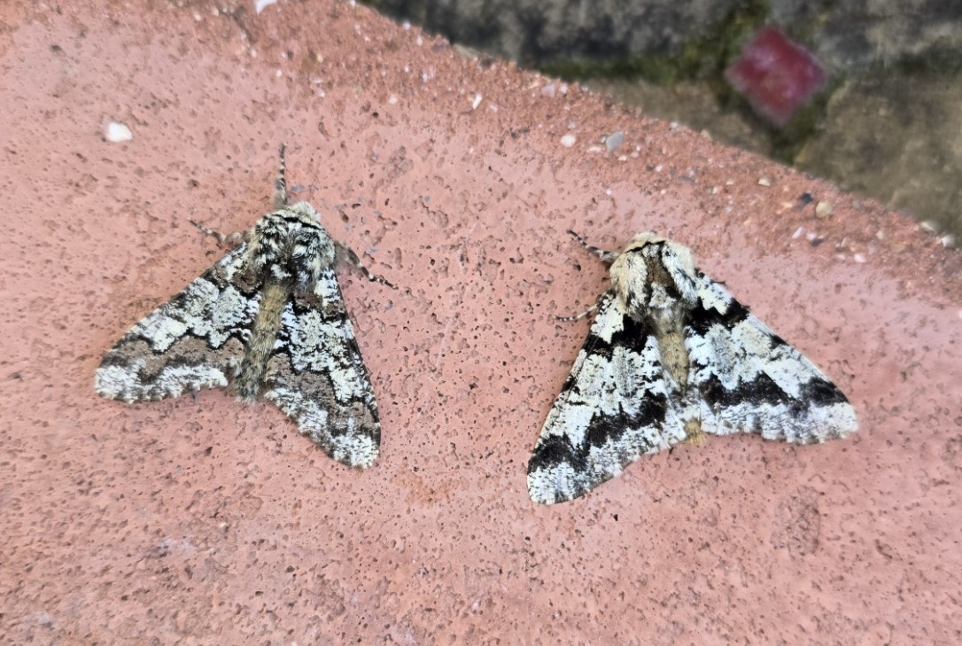 Two Oak Beauty (Biston strataria) . The one on the right is a very unusual aberration named <i>berus</i> described by Horh. This particular form is not listed in Colin Pratt's excellent A Revised History of the Butterflies and Moths of Sussex and Colin informed me that <i>"It's never been reported from Sussex before - that is, since the first adults were caught in the county during the 1850's."</i>